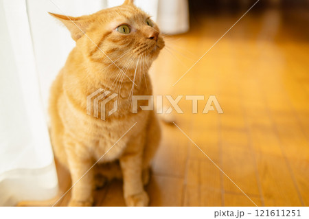 室内飼いの猫 121611251