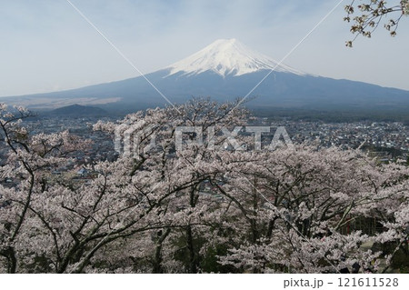 富士山と満開の桜 121611528