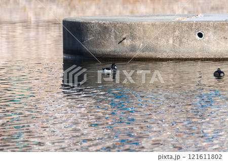 キンクロハジロ 121611802