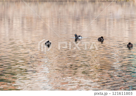 キンクロハジロ 121611803