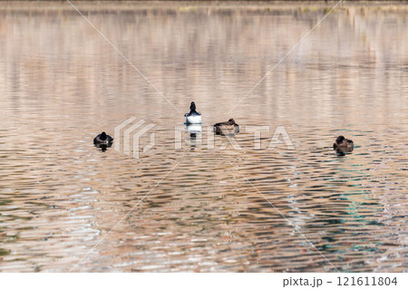 キンクロハジロ 121611804
