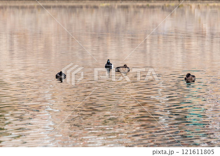 キンクロハジロ 121611805