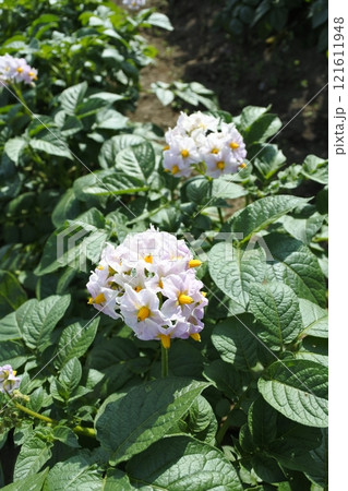 じゃがいもの花 121611948