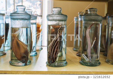 flasks with marine animals and fish on shelves in the biological science laboratory flasks with marine animals and fish on shelves in the biological science laboratory 121612032