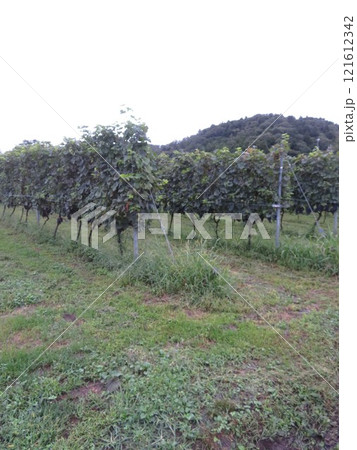 ぶどう畑 121612342