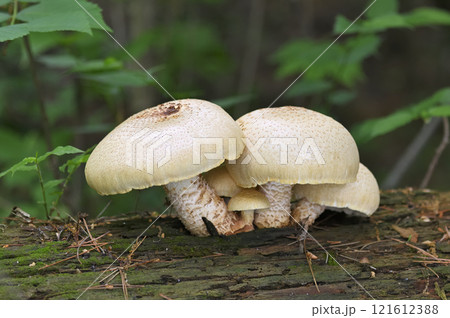 マツオウジ 121612388