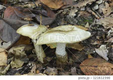 コケイロヌメリガサ 121612390