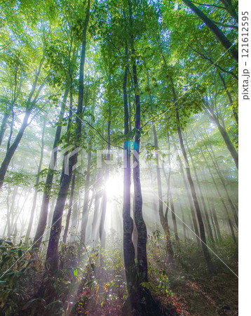 朝霧の森 朝日の木漏れ日 朝霧の森 朝日の木漏れ日 121612595
