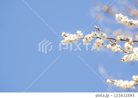 Plum blossoms in full bloom and sky announcing the news of spring Plum blossoms in full bloom and sky announcing the news of spring 121612893