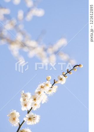 Plum blossoms in full bloom and sky announcing the news of spring Plum blossoms in full bloom and sky announcing the news of spring 121612895
