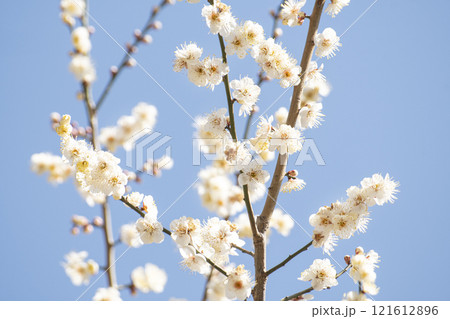 Plum blossoms in full bloom and sky announcing the news of spring Plum blossoms in full bloom and sky announcing the news of spring 121612896
