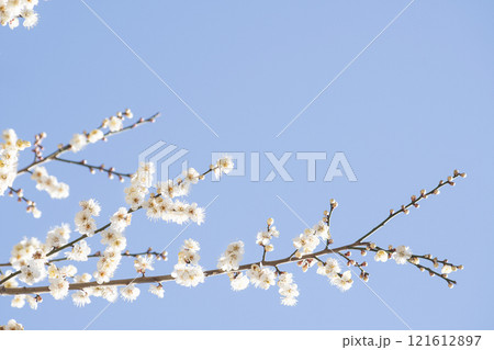 Plum blossoms in full bloom and sky announcing the news of spring Plum blossoms in full bloom and sky announcing the news of spring 121612897