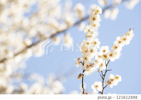 Plum blossoms in full bloom and sky announcing the news of spring Plum blossoms in full bloom and sky announcing the news of spring 121612898
