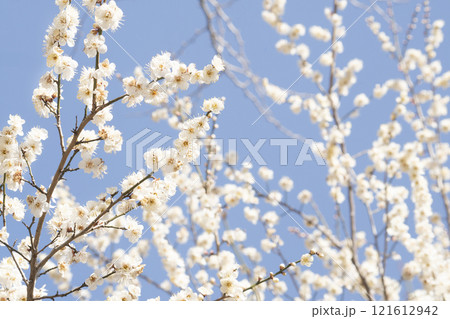 Plum blossoms and sky in full bloom heralding spring news 121612942