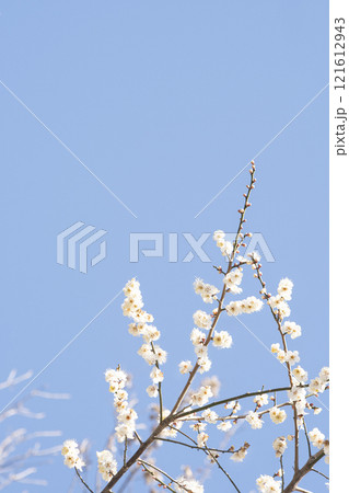 Plum blossoms and sky in full bloom heralding spring news Plum blossoms and sky in full bloom heralding spring news 121612943
