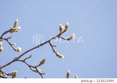 Magnolia flower buds and sky heralding spring news Magnolia flower buds and sky heralding spring news 121612944