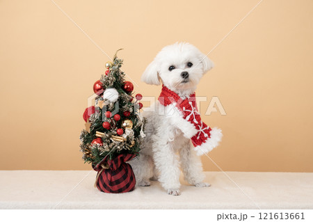 ベージューバックとクリスマスツリーとマフラーをした白いマルプー 121613661