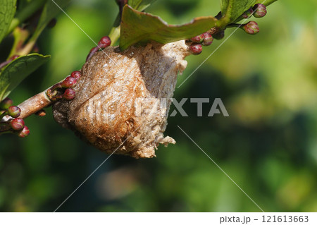 オオカマキリの卵 121613663