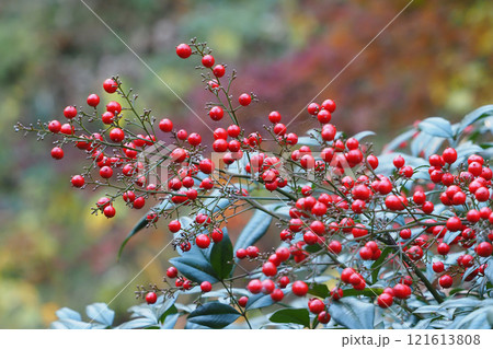 晩秋のナンテンの実 121613808