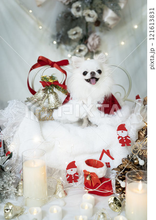 クリスマスの装飾とサンタの衣装を着たチワワ 121613831