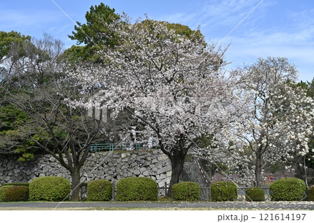 春の名古屋城 121614197