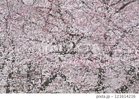 春の名古屋城 121614216