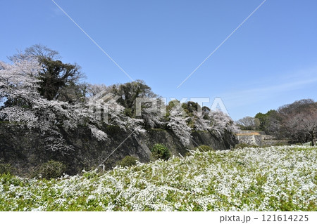 春の名古屋城 121614225