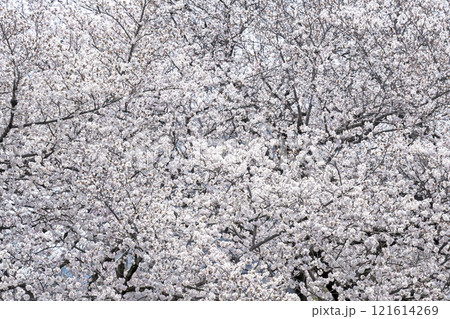 春の名古屋城 春の名古屋城 121614269