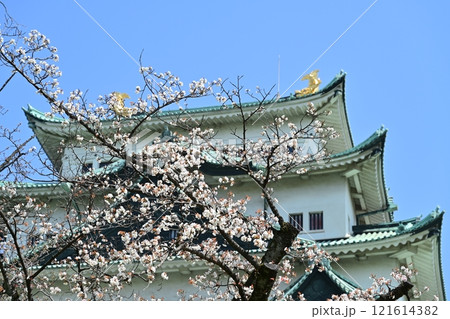 春の名古屋城 春の名古屋城 121614382