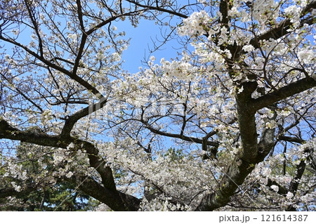 春の名古屋城 春の名古屋城 121614387