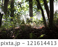 霧の漂う森のシダ植物 121614413