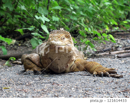 リクイグアナはガラパゴスだけに生息する固有種で顔は怖くても草食なので性格は至っておとなしい生き物です 121614433