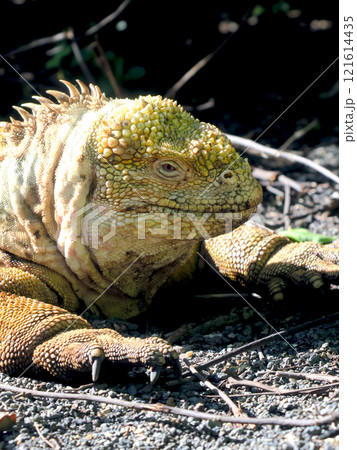 リクイグアナはガラパゴスだけに生息する固有種で顔は怖くても草食なので性格は至っておとなしい生き物です リクイグアナはガラパゴスだけに生息する固有種で顔は怖くても草食なので性格は至っておとなしい生き物です 121614435