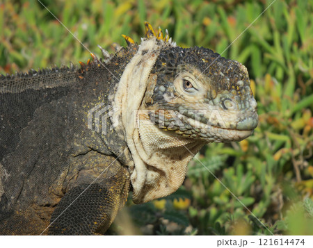 リクイグアナはガラパゴスだけに生息する固有種で顔は怖くても草食なので性格は至っておとなしい生き物です リクイグアナはガラパゴスだけに生息する固有種で顔は怖くても草食なので性格は至っておとなしい生き物です 121614474