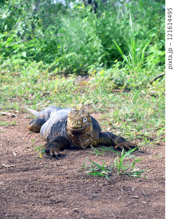 リクイグアナはガラパゴスだけに生息する固有種で顔は怖くても草食なので性格は至っておとなしい生き物です 121614495