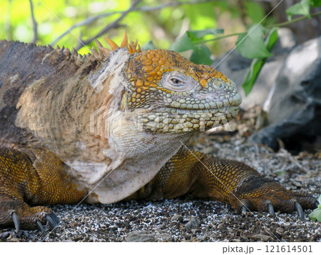 リクイグアナはガラパゴスだけに生息する固有種で顔は怖くても草食なので性格は至っておとなしい生き物です 121614501