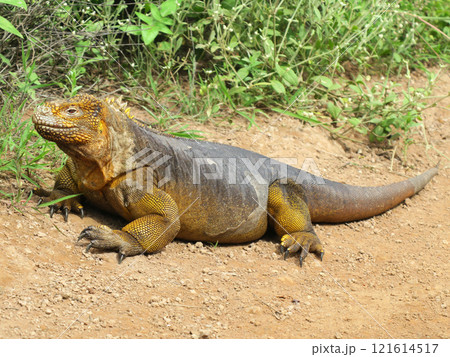 リクイグアナはガラパゴスだけに生息する固有種で顔は怖くても草食なので性格は至っておとなしい生き物です 121614517