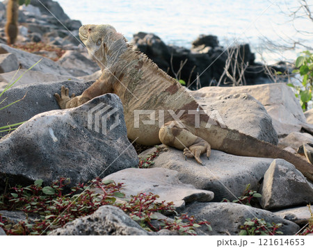 サンタフェ島だけで繁殖しているサンタフェリクイグアナはこの島でだけ見られる固有種です 121614653