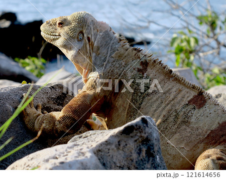 サンタフェ島だけで繁殖しているサンタフェリクイグアナはこの島でだけ見られる固有種です 121614656