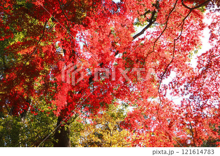 モミジ紅葉 121614783