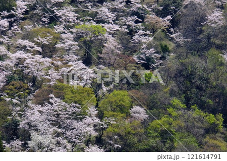 雑木林に咲く桜 【相模原市津久井 4月】 雑木林に咲く桜 【相模原市津久井 4月】 121614791