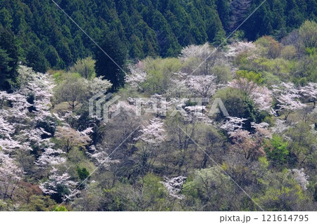 雑木林に咲く桜　【相模原市津久井　4月】 121614795