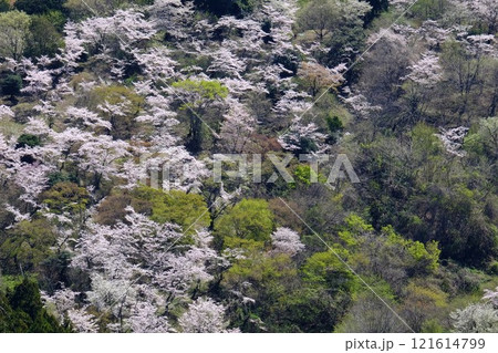雑木林に咲く桜と新緑 【相模原市津久井 4月】 雑木林に咲く桜と新緑 【相模原市津久井 4月】 121614799