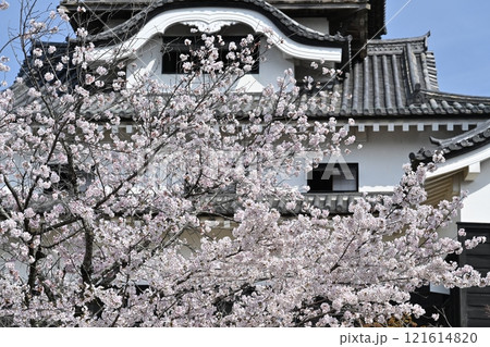 国宝犬山城 121614820