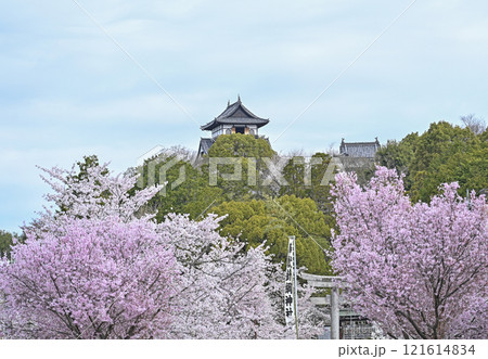 国宝犬山城 121614834