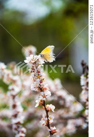 A delicate orange tip butterfly (Anthocharis cardamines) rests on a blooming cherry branch in spring. The focus is on the vibrant blossoms and the butterfly, symbolizing renewal A delicate orange tip butterfly (Anthocharis cardamines) rests on a blooming cherry branch in spring. The focus is on the vibrant blossoms and the butterfly, symbolizing renewal 121615071
