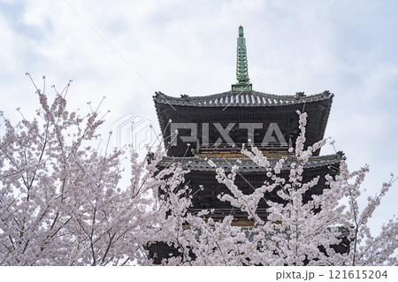 春の八事興正寺 春の八事興正寺 121615204