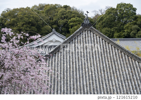 春の八事興正寺 121615210