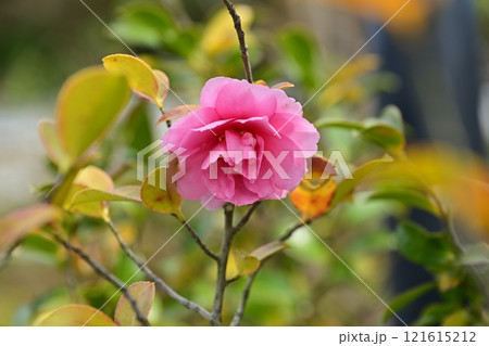 春の八事興正寺 121615212