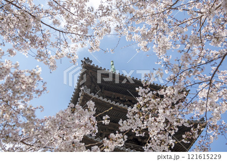 春の八事興正寺 121615229